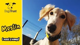 Merlin the Saluki Loves Running so Much  Dogs Trust Glasgow [upl. by Atiuqer779]