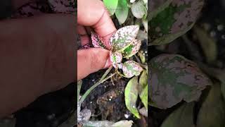 How to propagate Polka Dot Plant shorts [upl. by Arst]