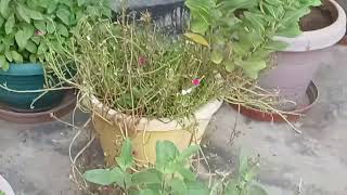 abundance of Basils  Tulsi plants [upl. by Adnilg520]