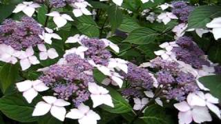 Speciale HORTENSIA Hydrangea serrata Grayswood [upl. by Inilahs]