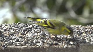 Heimische Singvögel am Futterhaus  Der Erlenzeisig Carduelis spinus [upl. by Manny]