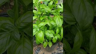 Do you remember my basil guys basil shorts berkebun gardening spagetty gardentotable [upl. by Nasah]