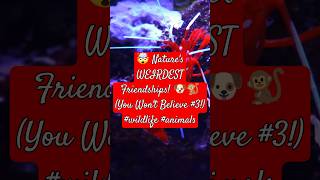 🤯 Natures WEIRDEST Friendships 🐶🐒 You Wont Believe 3 wildlife animals [upl. by Delphinia]