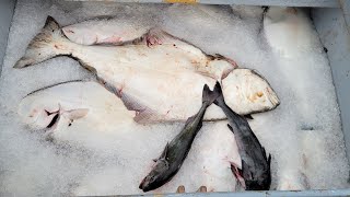 Oregon Coast Halibut Opener 3000 hooks [upl. by Labanna]