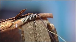 quotSauvez nos reliuresquot  reportage de France 2 sur la restauration des livres anciens [upl. by Angelina735]