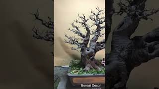 Kỹ thuật cắt giật bonsai Lĩnh Nam│The Chinese quotClip and Growquot method in Lingnan bonsai [upl. by Vinita39]