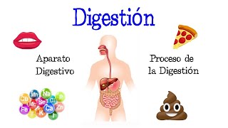 🍎 La Digestión y su Proceso Aparato Digestivo 💩 Fácil y Rápido  BIOLOGÍA [upl. by Firehs]