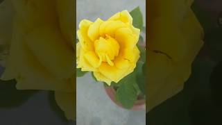 My small nursery yellow rose variety of roses beautiful roses how to grow roses from cutting [upl. by Galateah]