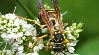 Polistes sp with Xenos vesparum Strepsiptera 1 [upl. by Atteynod]