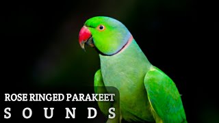 Rose ringed parakeet sounds [upl. by Yniar913]