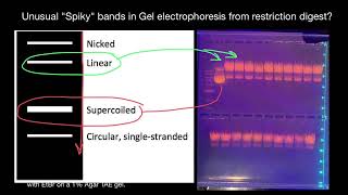 Unusual quotSpikyquot bands in Gel electrophoresis from restriction digest [upl. by Kato787]