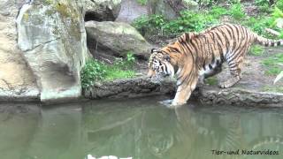 Badetag bei AmurTiger Tomak im Leipziger Zoo [upl. by Indyc347]