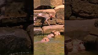 Happy happy family monkey swimming animal babymonkey babymonky babyprimate animals cute [upl. by Assirol]