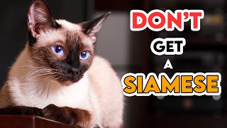 Why You SHOULDNT Get A SIAMESE Cat [upl. by Cchaddie]