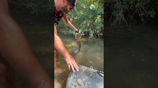 J’offre ma main à ce silure resté près du Float tube après la release 😱 noodling fishing catfish [upl. by Kissie]