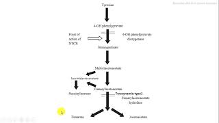 degradación tirosina fumarato acetoacetato bioquímica [upl. by Aubyn]