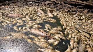 Update On The Draining Of Lake Conway Dead Fish Everywhere [upl. by Shannan]