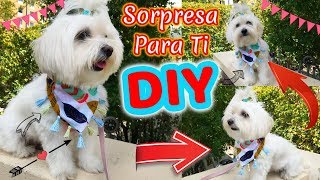 DIY Bandana de Mascota Pañoleta coton de tulear I Lorentix [upl. by Nodaj]