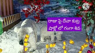 రాజు పై దేవా కుట్ర [upl. by Arlinda190]