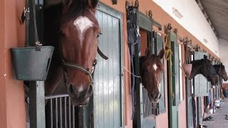 Manejo adecuado de Caballerizas para el bienestar de los Equinos  TvAgro por Juan Gonzalo Angel [upl. by Nellda]