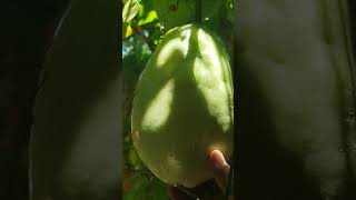 Big granadilla fruitfruitshortvideonaturegarden tranding [upl. by Lichtenfeld]