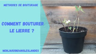 Comment bouturer le lierre   Monjardindansleslandes [upl. by Yttisahc]