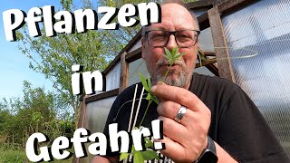 Unser Garten im Mai  Pflanzen in Gefahr  Reinfall im Hochbeet  Vom high sein und Highlights [upl. by Annahsed]