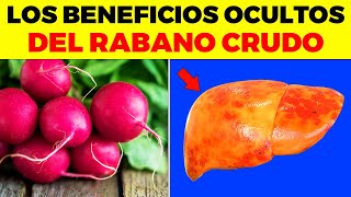 INCREIBLES BENEFICIOS de Comer Rábano Crudo para tu cuerpo esto ocurre cuando comes rábano crudo [upl. by Rains]