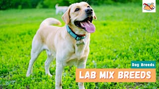 Lab Mix Breeds 10 Lovable Labrador Mix Dogs For Every Family [upl. by Abbotsen786]