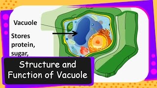 ScienceVacuole in Cell and its functionEnglish [upl. by Alamaj]