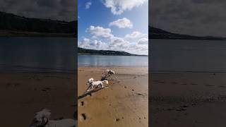 Saluki Beach Running saluki sighthound dogshorts dogstagram queen [upl. by Iphigeniah]