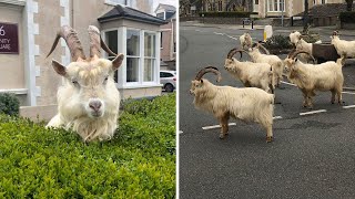 Wild goats take over deserted Welsh town during coronavirus lockdown [upl. by Mansfield]