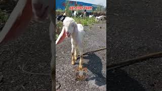 Pyaare bache of ABC GOAT FARM MUMBRA viralvideo deonarbakramandiupdate [upl. by Egief]