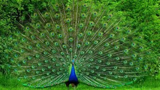 Grabé al Pavo Real y me hizo una exhibición extendió sus maravillosas plumas de multicolores verdes [upl. by Fang93]