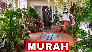 21 Tanaman hias depan rumah murah lengkap dengan harganya [upl. by Arahahs737]