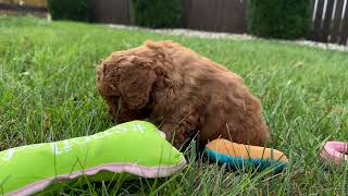 Cavapoo Falcon [upl. by Dwayne]