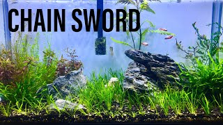 Planting Pygmy Chain Sword  Echinodorus Tenellus [upl. by Teilo966]