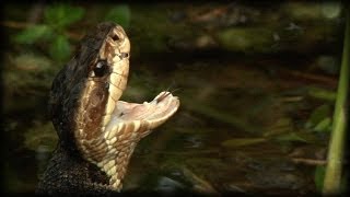 Aggressive Cottonmouth 01 Water Moccasin [upl. by Dnamra181]