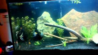 125 gallon Angelfish Tank Community [upl. by Ruomyes]