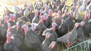 Talking to turkeys [upl. by O'Donovan]