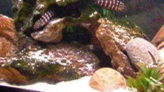 Julidochromis Marlieri and Tropheus Duboisi with their Fry [upl. by Ytak]