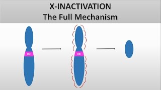 X Inactivation The full mechanism the formation of the Barr body Heterochromatin and euchromatin [upl. by Hannavahs]