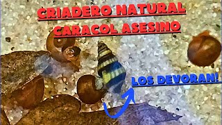 CRIADERO NATURAL de caracol ASESINO SIN cambio de agua SIN calentador y BARATO Parte 1 [upl. by Ylen]