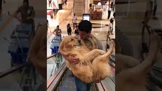 Dog Cradled During Escalator Ride  ViralHog [upl. by Auoy]