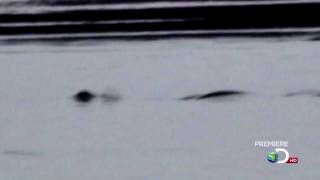 2009 Cadborosaurus Video filmed by Kelly Nash  Enhanced and Stabilized [upl. by Neirda762]