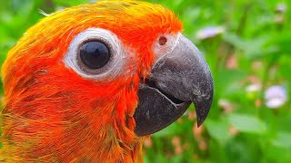 Sun Conure Sounds  Chirping of Sun conure sunconure conure SunConureSounds [upl. by Ibed393]