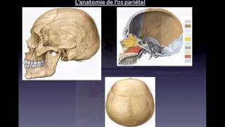 Bases anatomiques des prélèvements osseux en vue dimplantologie [upl. by Maddox230]