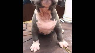 Blue Nose Pitbull Blue nose pitbull puppies for sale [upl. by Allemaj92]