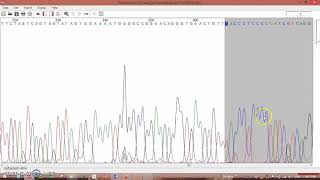 analyses of new DNA sequence by MEGA X [upl. by Kolb]