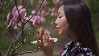 The Timeless Tradition of Hanami Japans Cherry Blossom Celebration 🌸 [upl. by Semyaj]